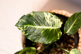 Homalomena sp. Papua "Yellow Line" variegata